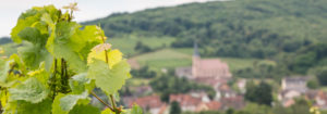 oenotourisme